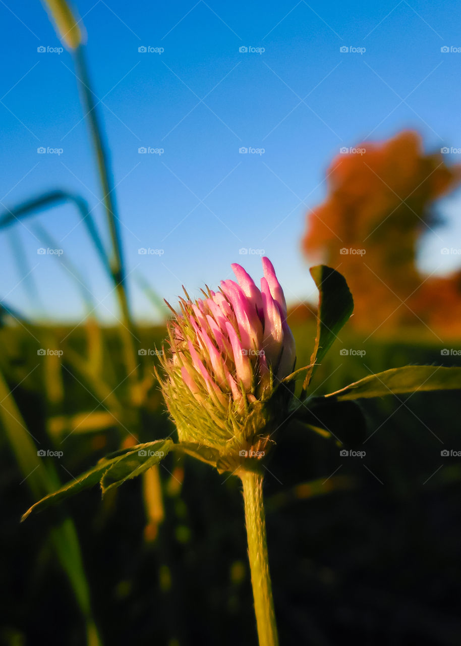 macro of clover flower