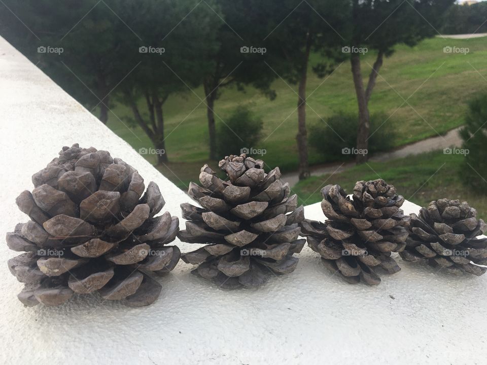 Nature Christmas decoration !