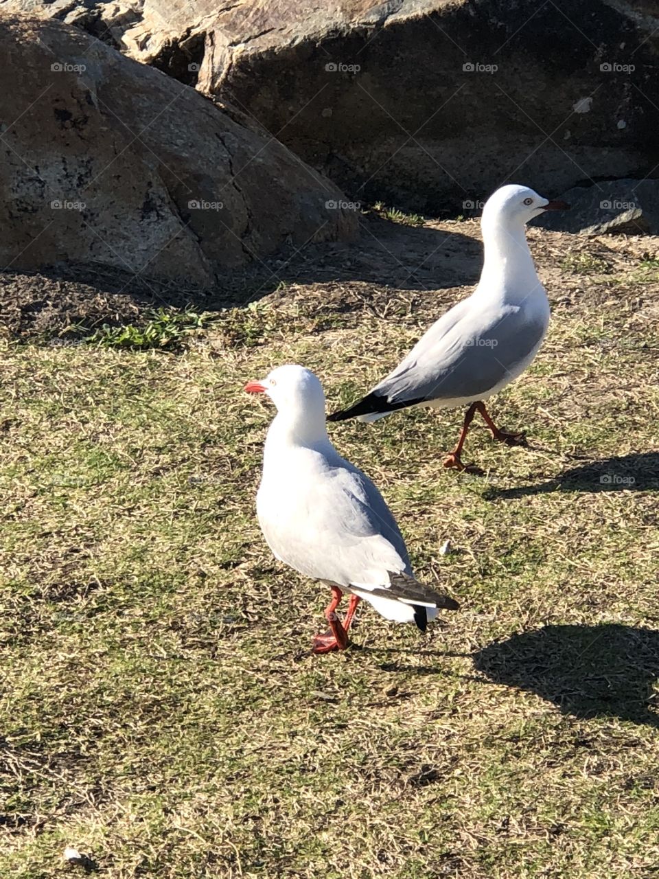 Seagulls 