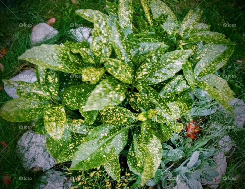plant