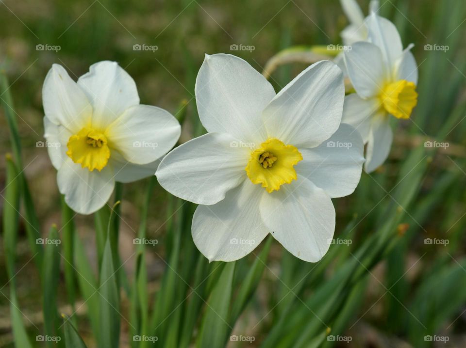 narcissus flowers spring nature