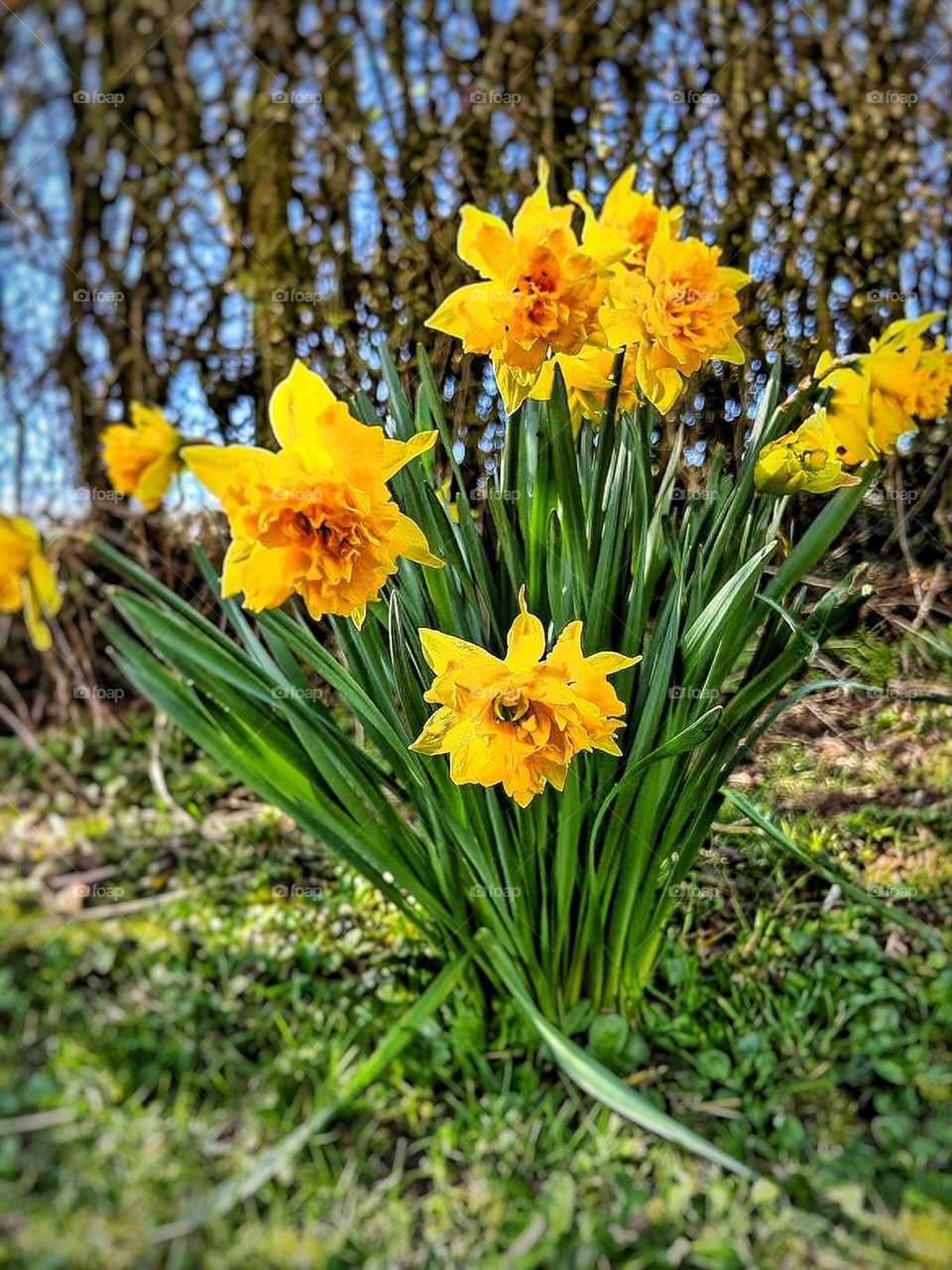 Daffodils