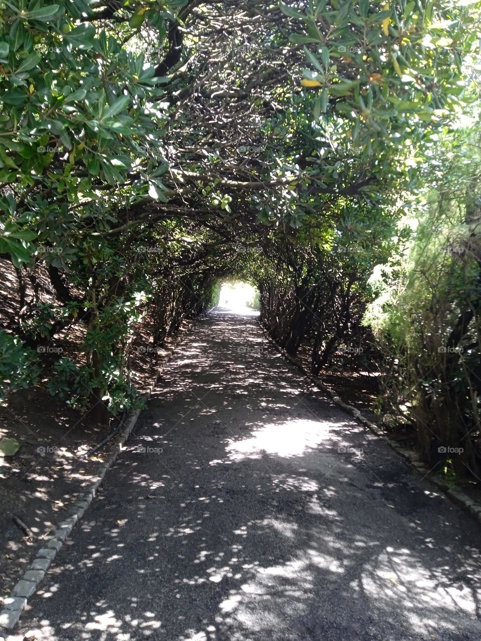 path under trees to a beach in Porto