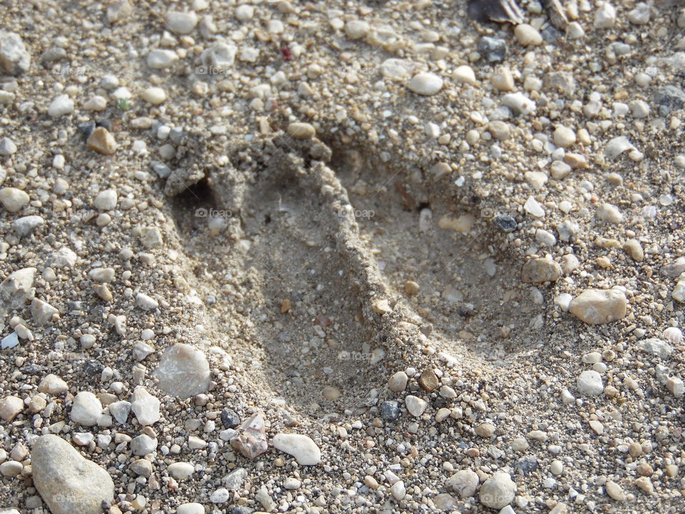 Footprints of a Deer