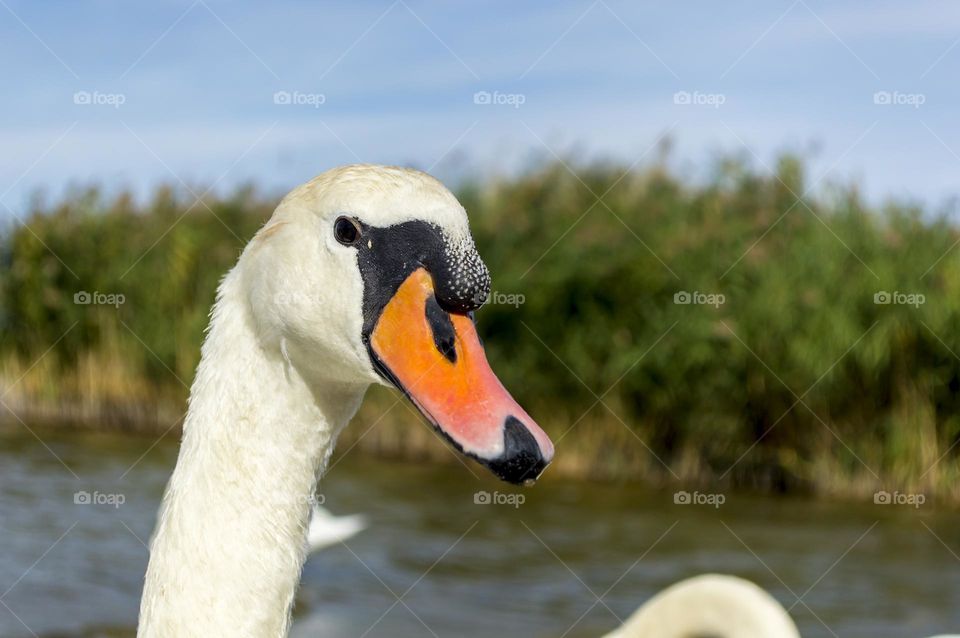 Swan portrait