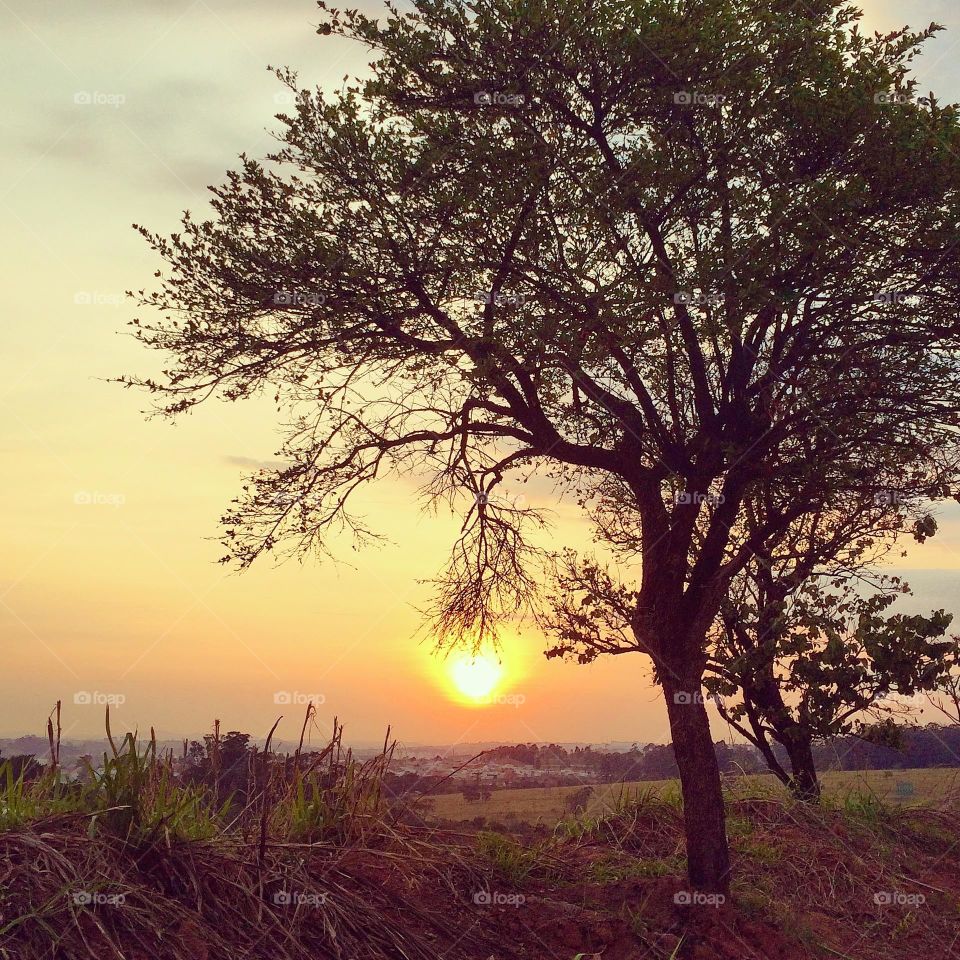 🇺🇸 Between trees, the sun rises so beautiful for another day of life. That nature inspires us in this daily toil… / 🇧🇷 Entre árvores, surge o sol tão bonito para mais um dia de vida. Que a natureza nos inspira nesta labuta diária…
