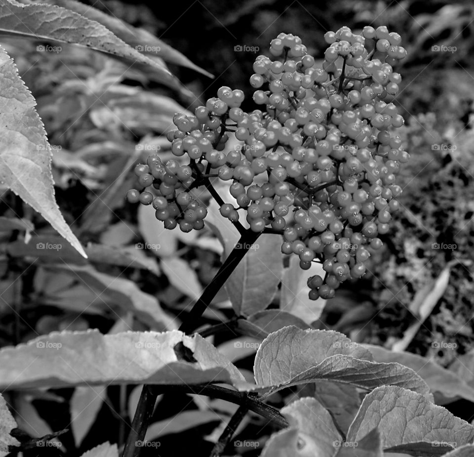 Bright elderberries in a lava field on the Old McKenzie Highway in Oregon on a fall day. 