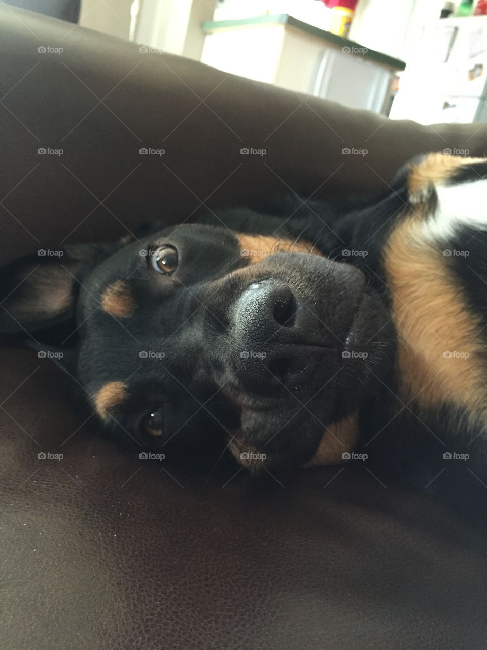 Jake trying to take a nap on the couch 