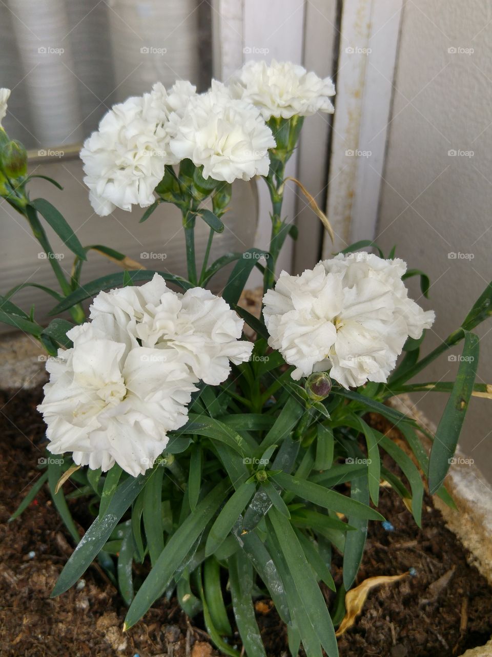 What the pots contain