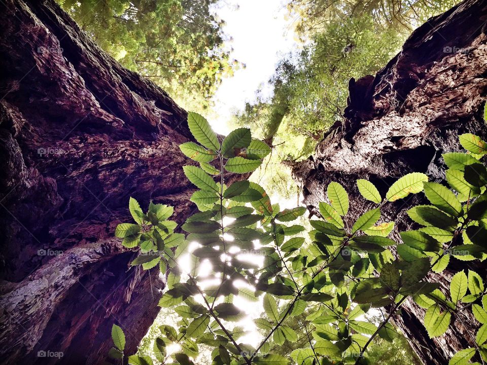 Between a Tree and a Hardwood . Looking up between two Redwood trees. 