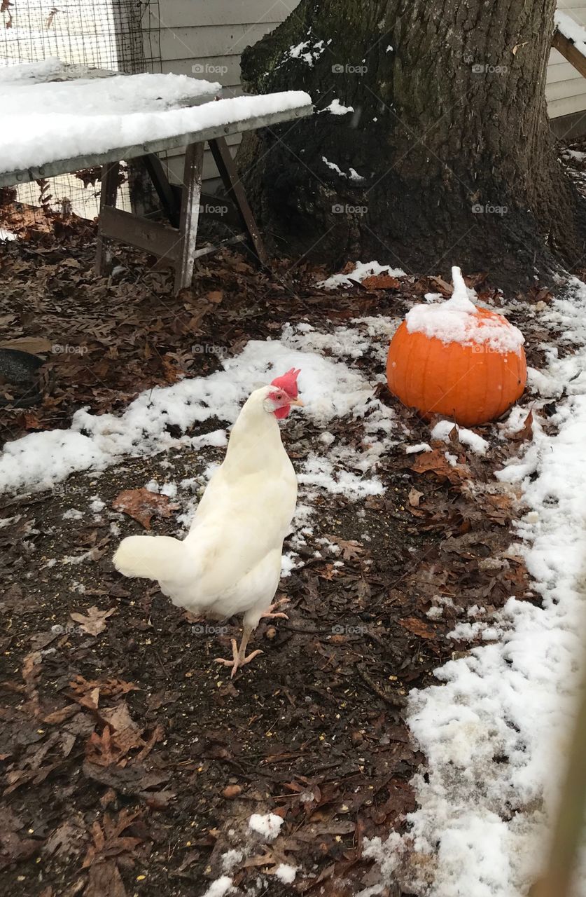 Winter chicken