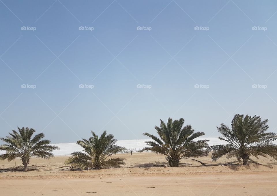 Palm trees landscape
