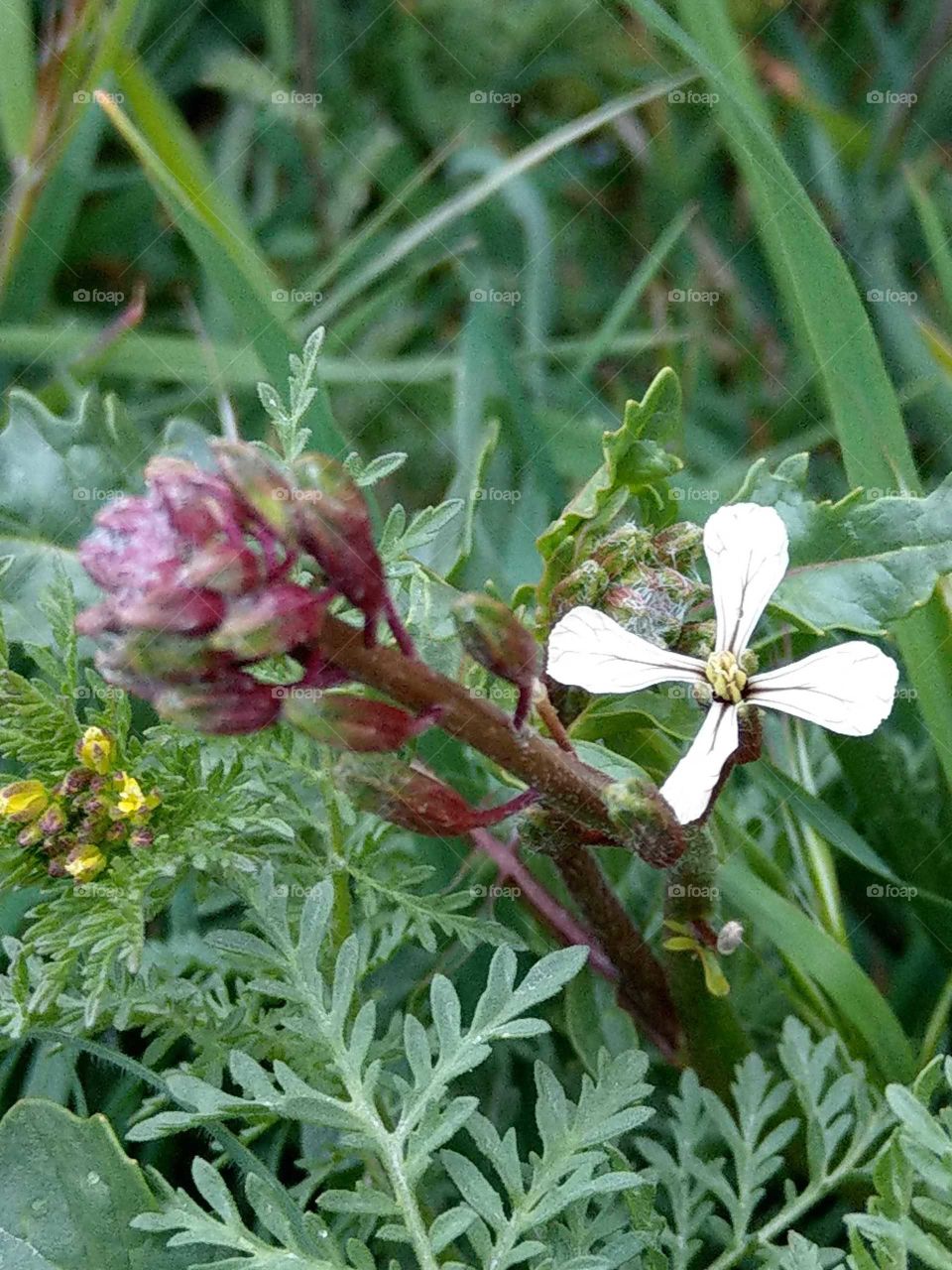 This small wild flower is arugula's flower in spring. so lovely and fresh. it is a famous and ordinary vegetable, it's leaf has a smell of sesame.