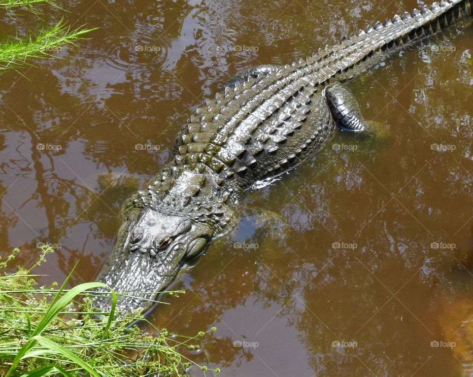 Alligator in the swamp