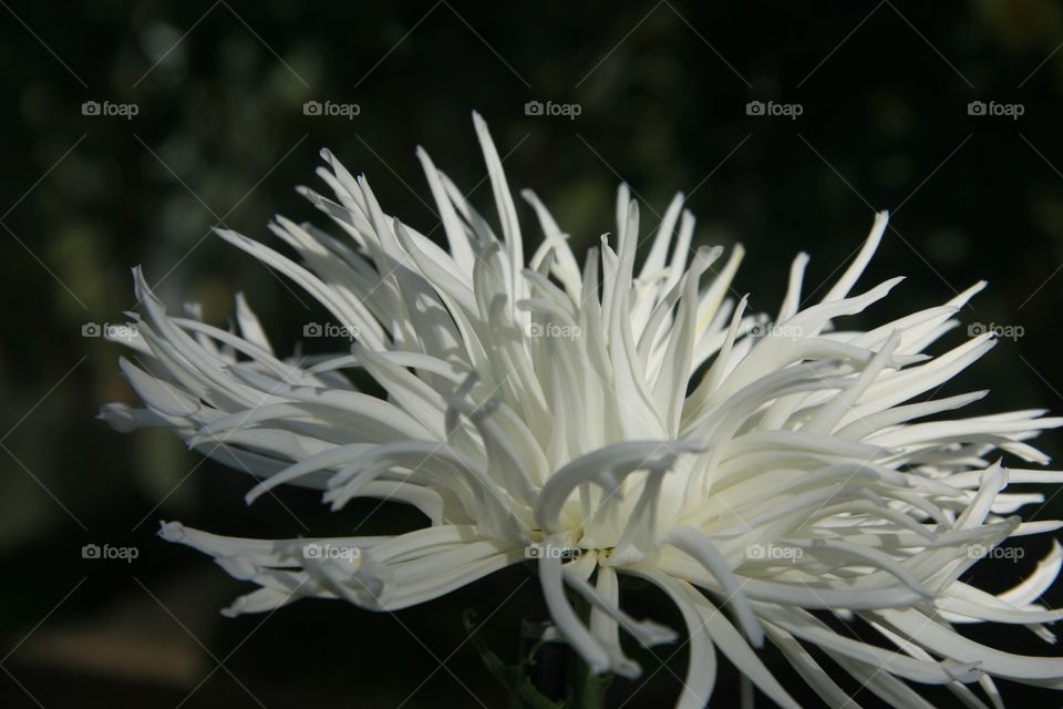 Chrysanthemum, Spider, White 