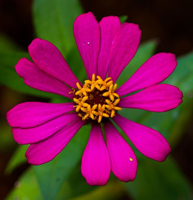 Pink blooming zinnia flower