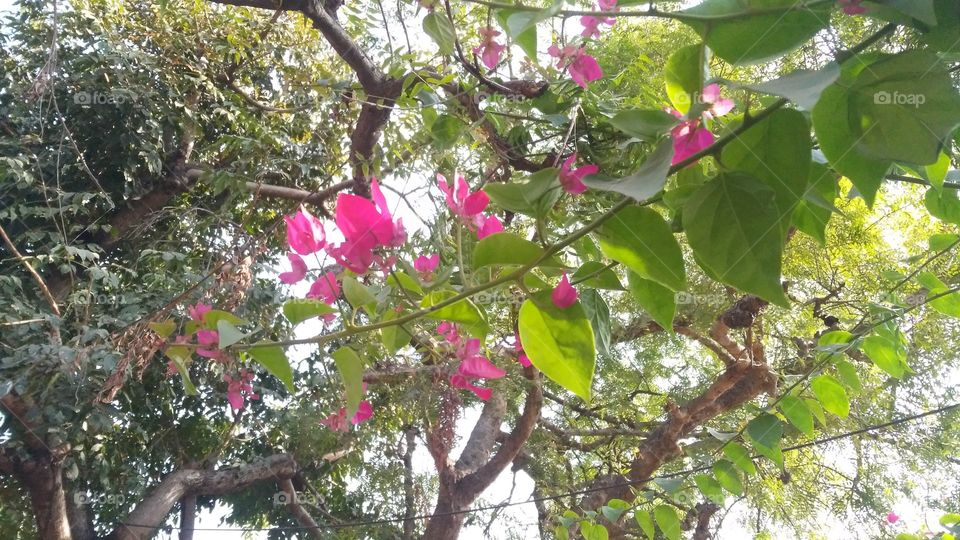 A beautiful flowers in the garden.