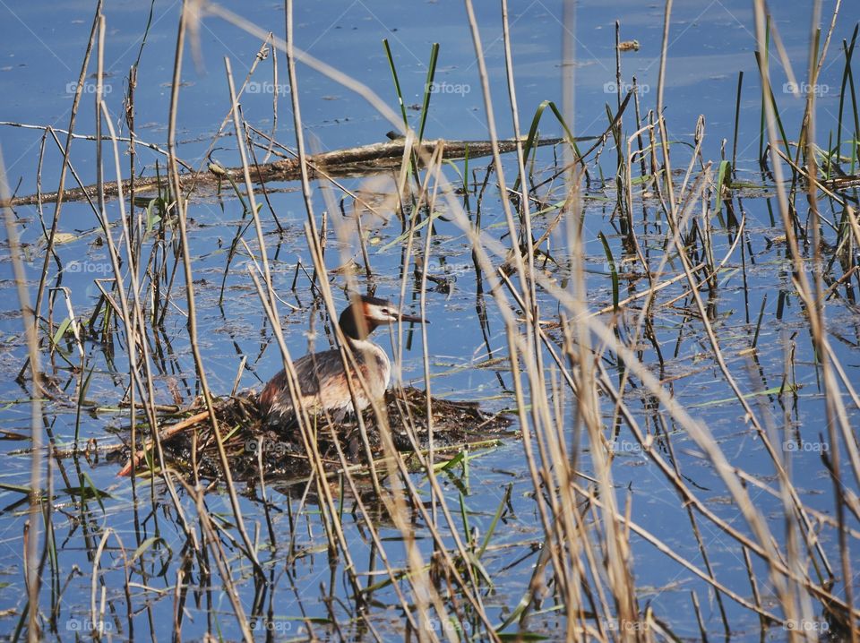 Brooding great crested grebe