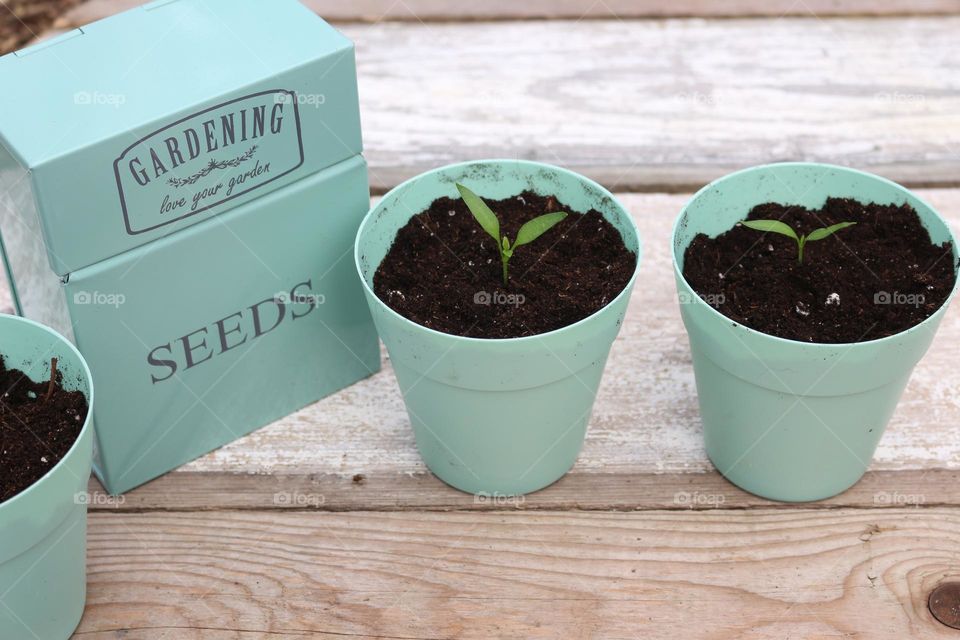 Freshly transplanted seedlings alongside a seed box.