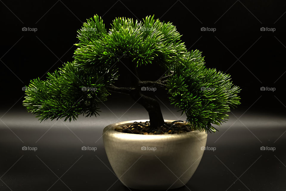 Bonsai