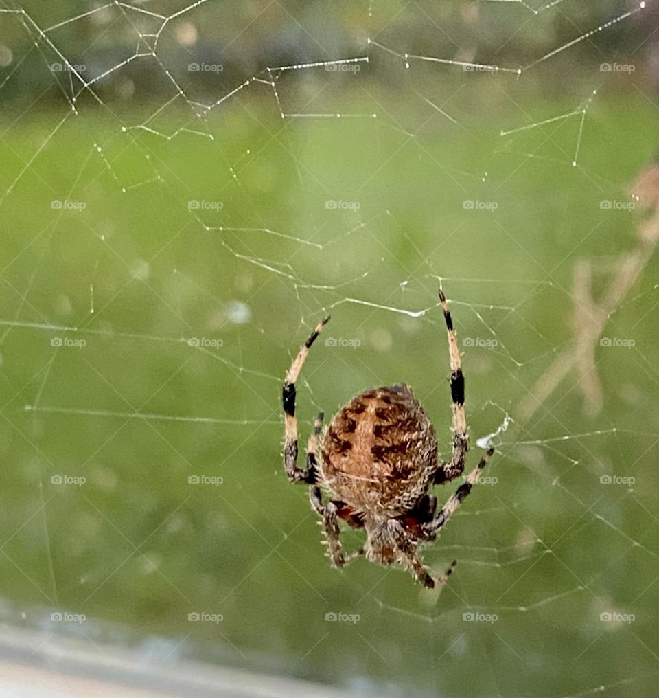 Garden spider and web in window 