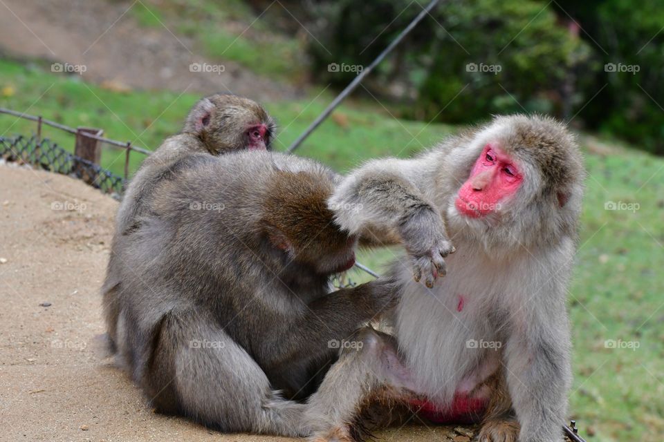 Grooming Japanese macaque