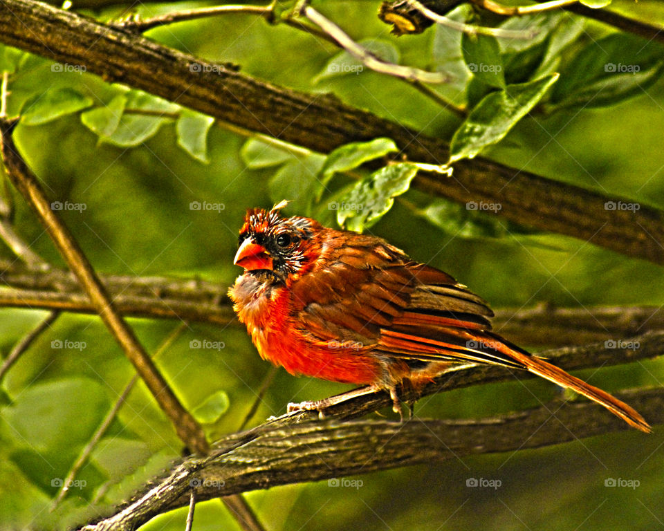 Cardinal