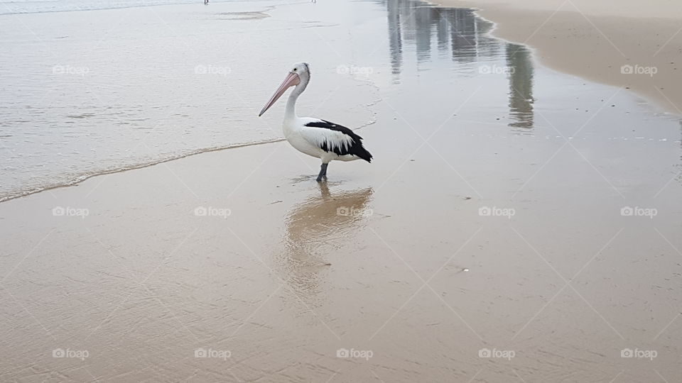 Pelican walking on tge beach