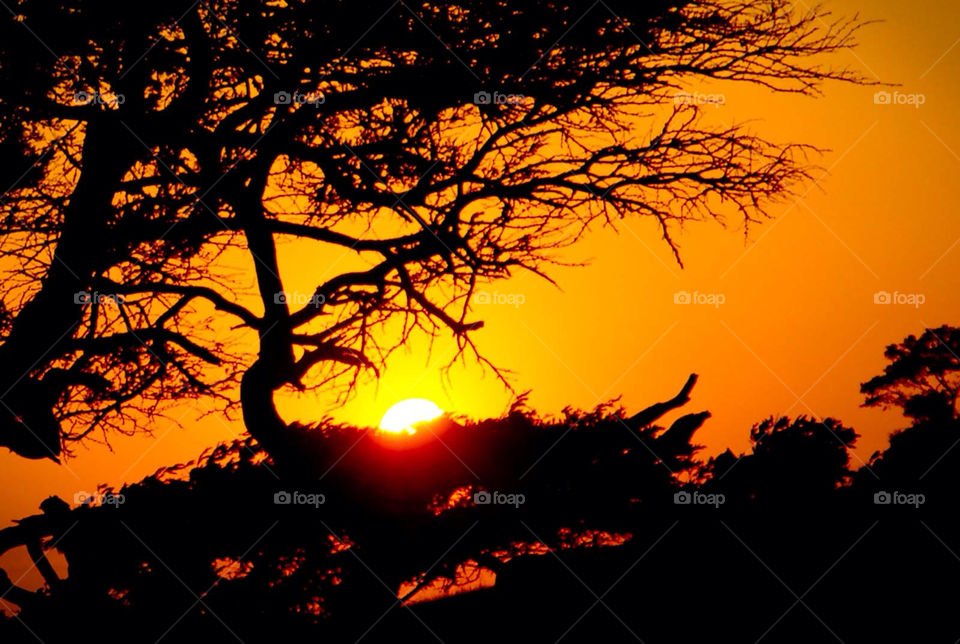 tree sunset shadow sun by el62580000