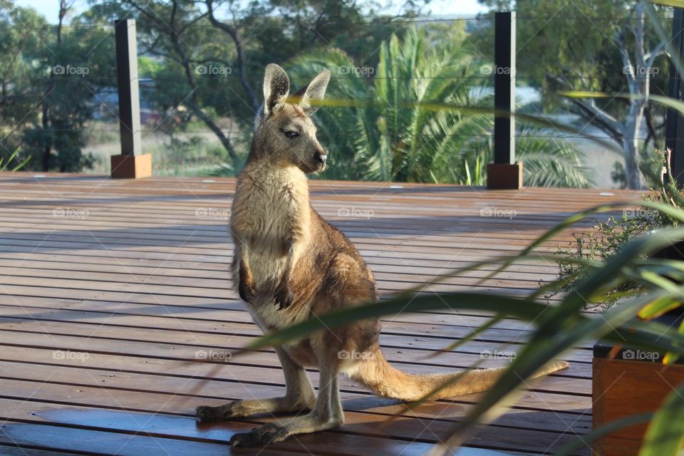 Young inquisitive kangaroo visiting