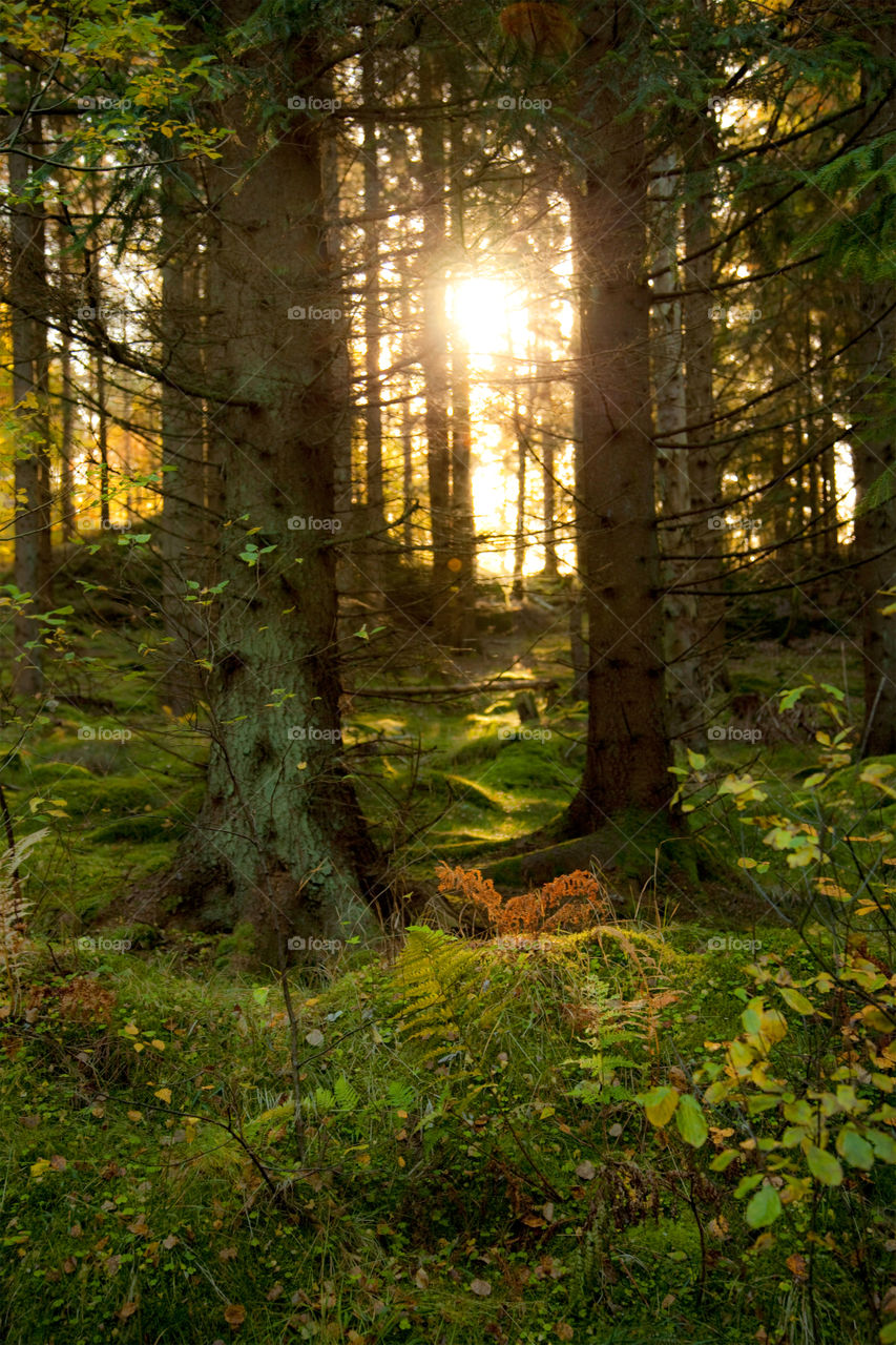 Sunlight in forest