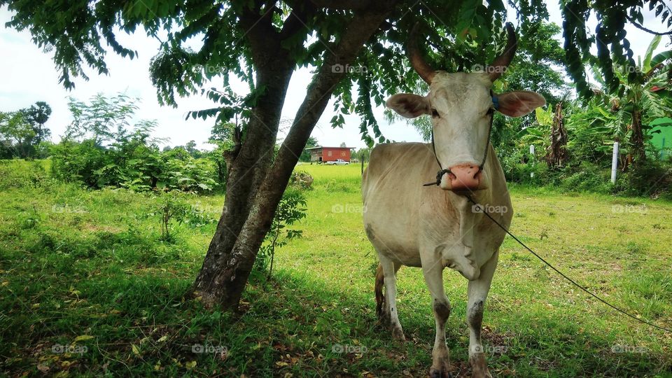 Young cow under the tree