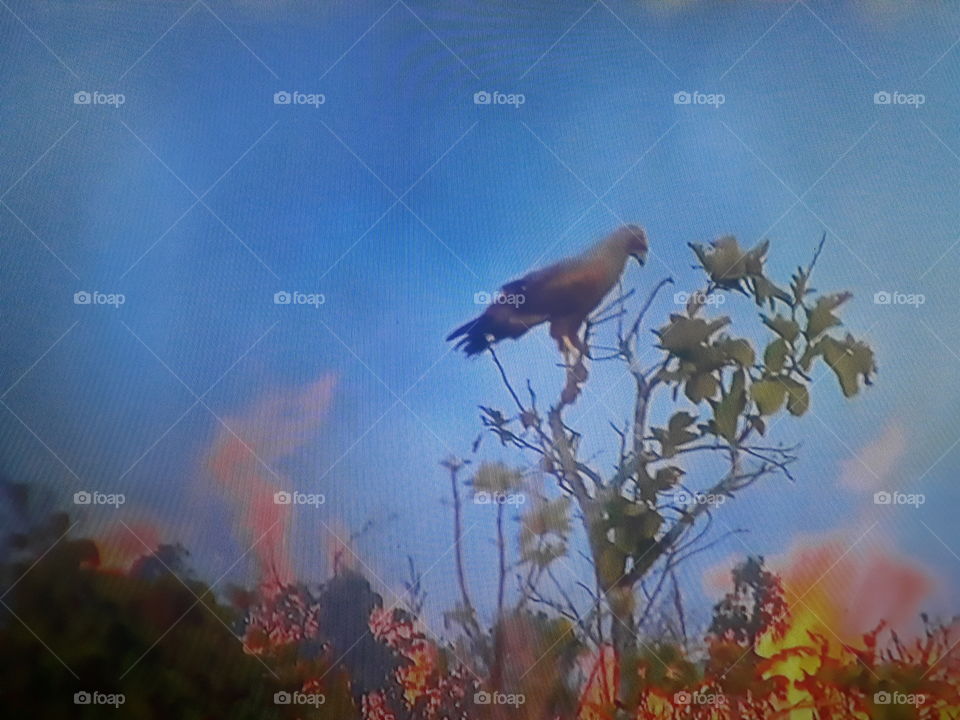 triste  queimada Amazônia