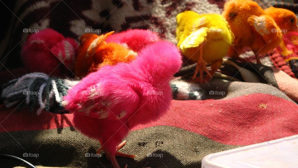 Uttarkashi Dyed Chicks 