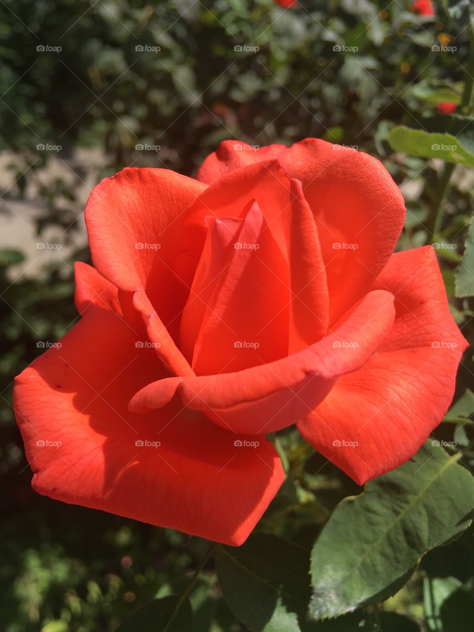 Red roses blooming in home garden. Summer flowers background. 