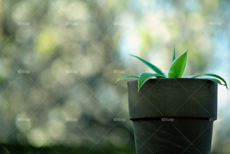 house plant in spring
