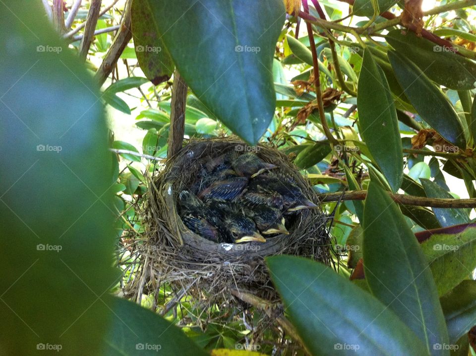 Baby robins in nest