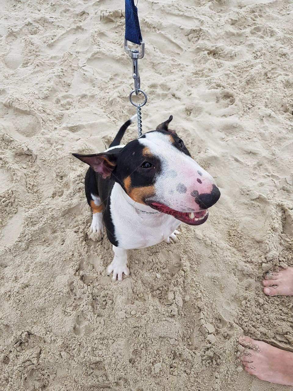 tri-colored bull terrier by the beach