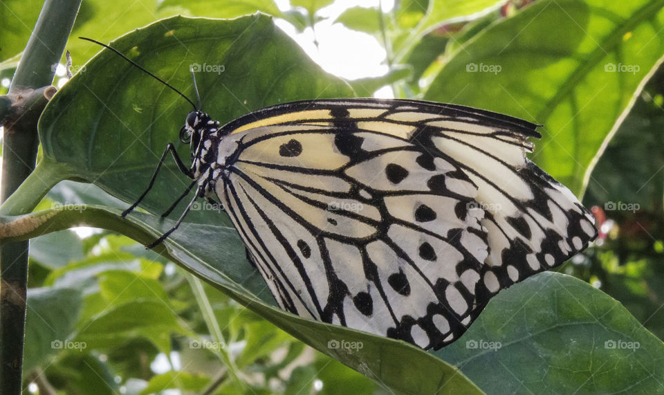 Rice Paper Butterfly at Judy Istock Butterfly Haven in Chicago.