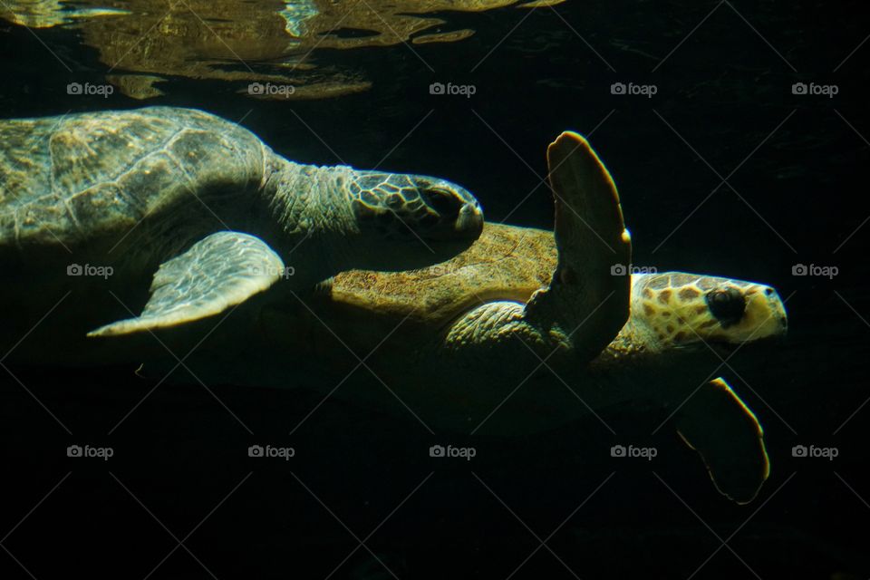 Pair Of Giant Sea Turtles Gliding Through Water