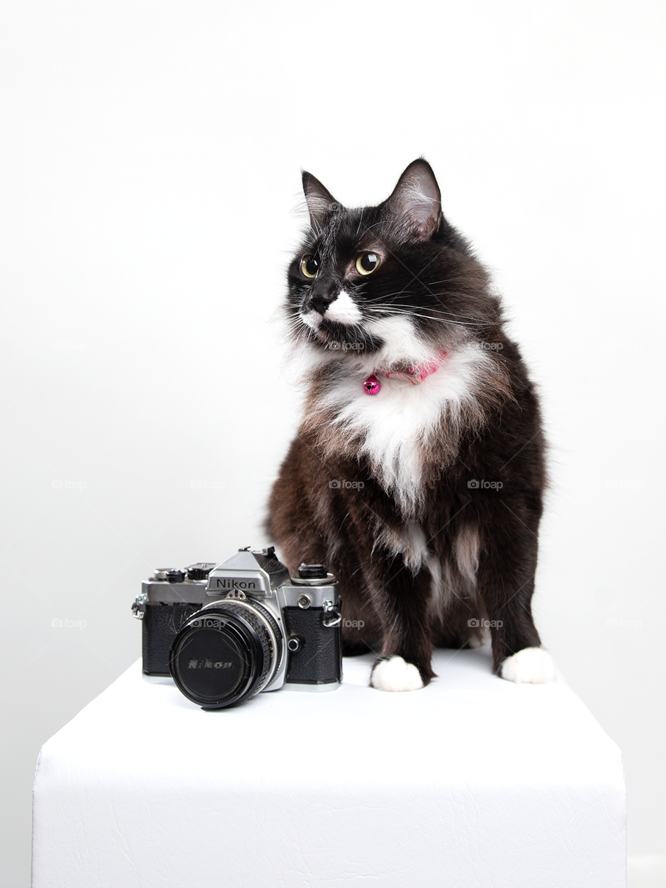 Cat with camera - studio