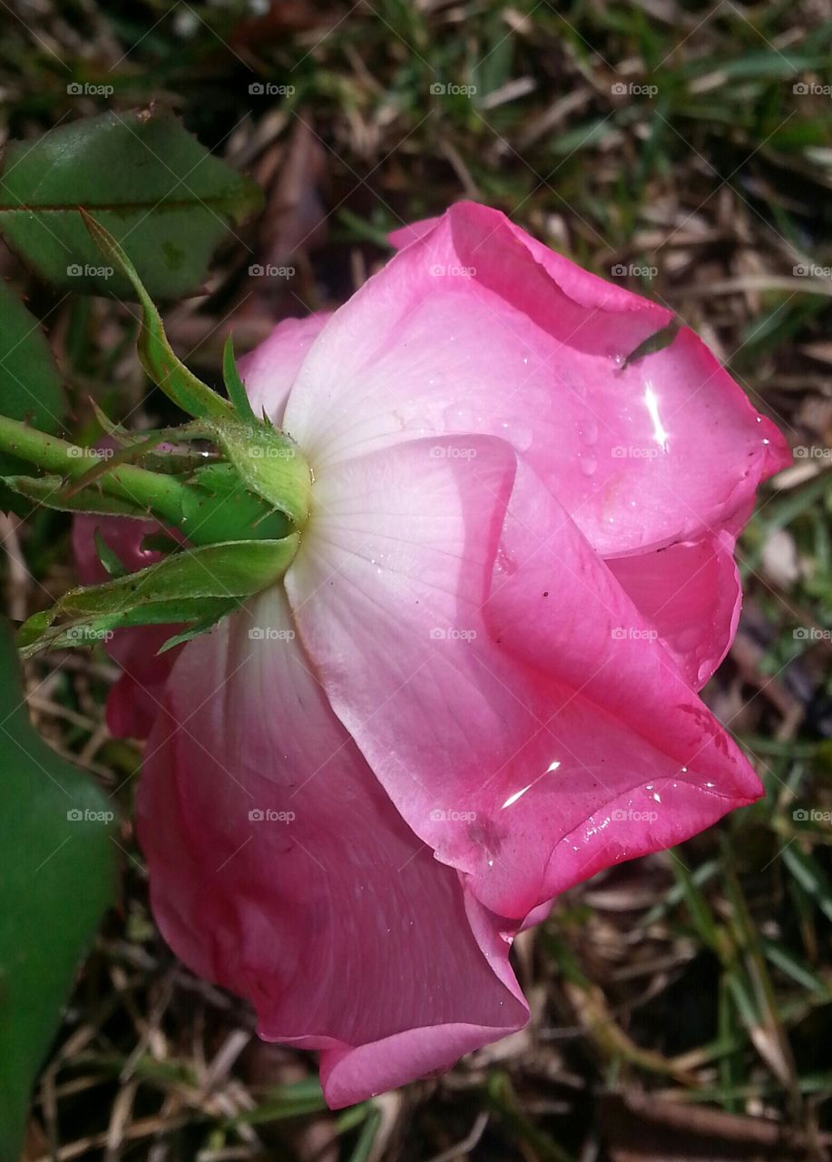 Rose after the Rain