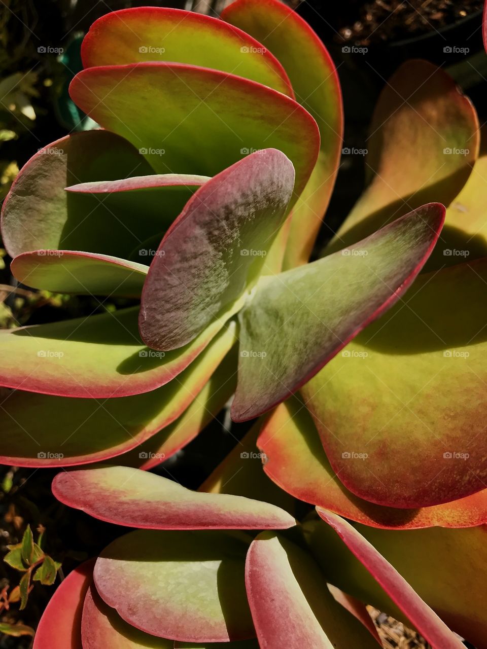 Close up of a succulent 