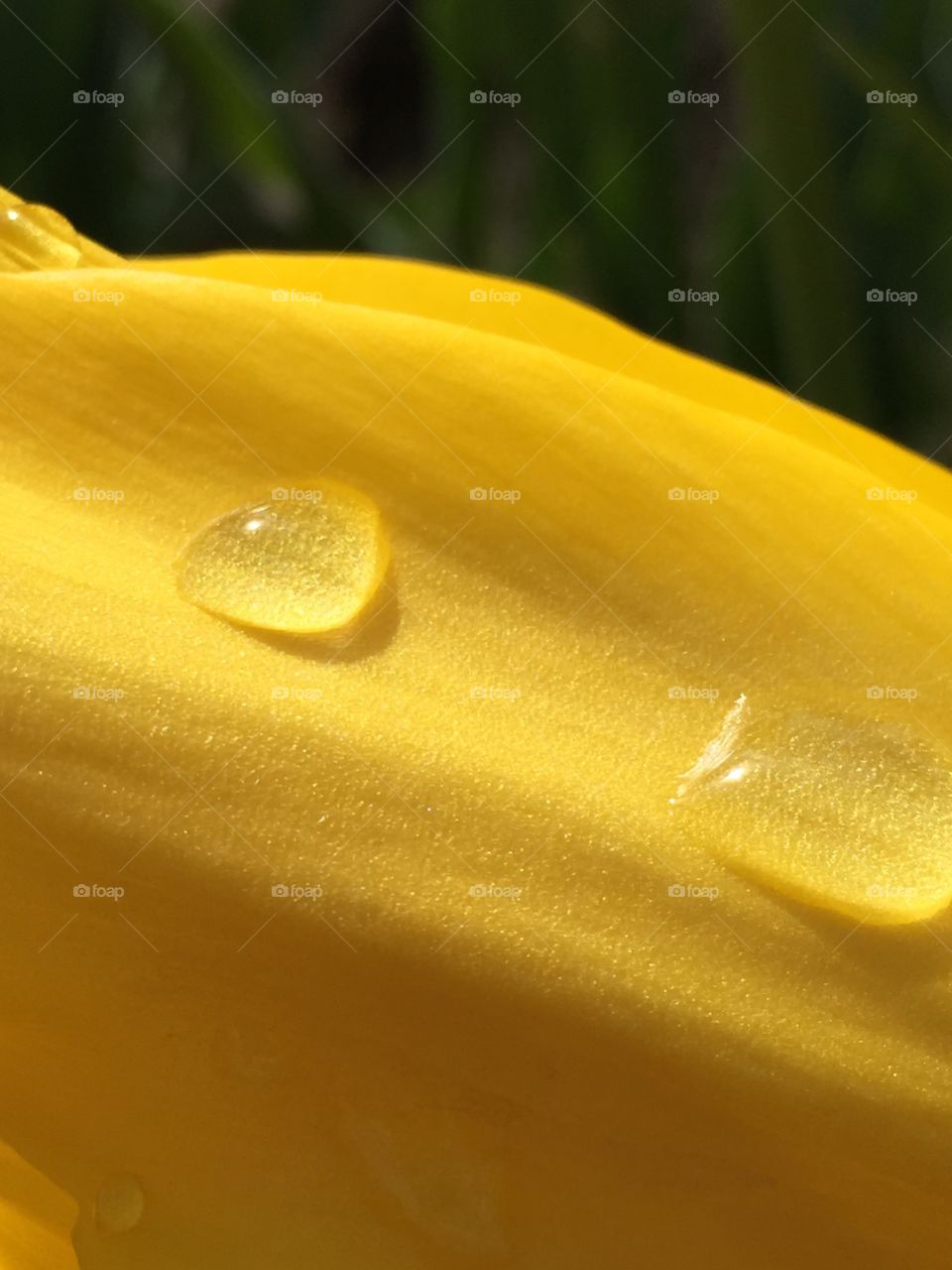 Droplet on Tulip. Water droplet on yellow tulip