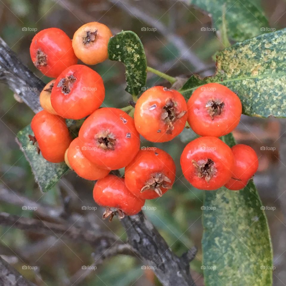 Colorful berries