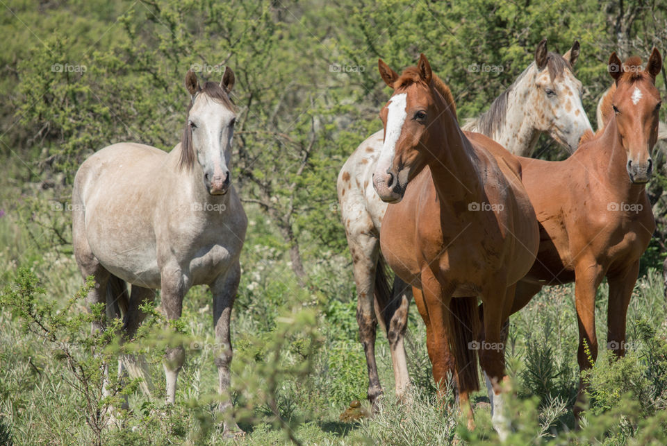 cute horses in The forest