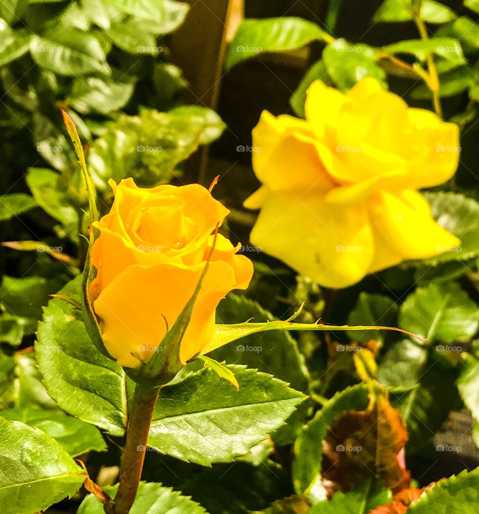 Yellow rose's
