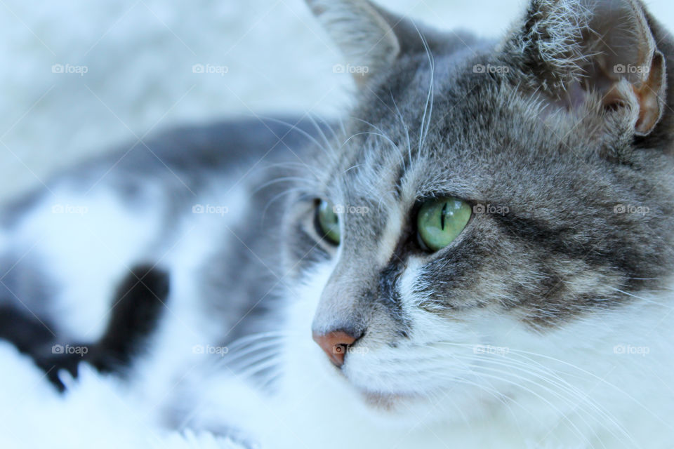 Gray and White Cat in White Background