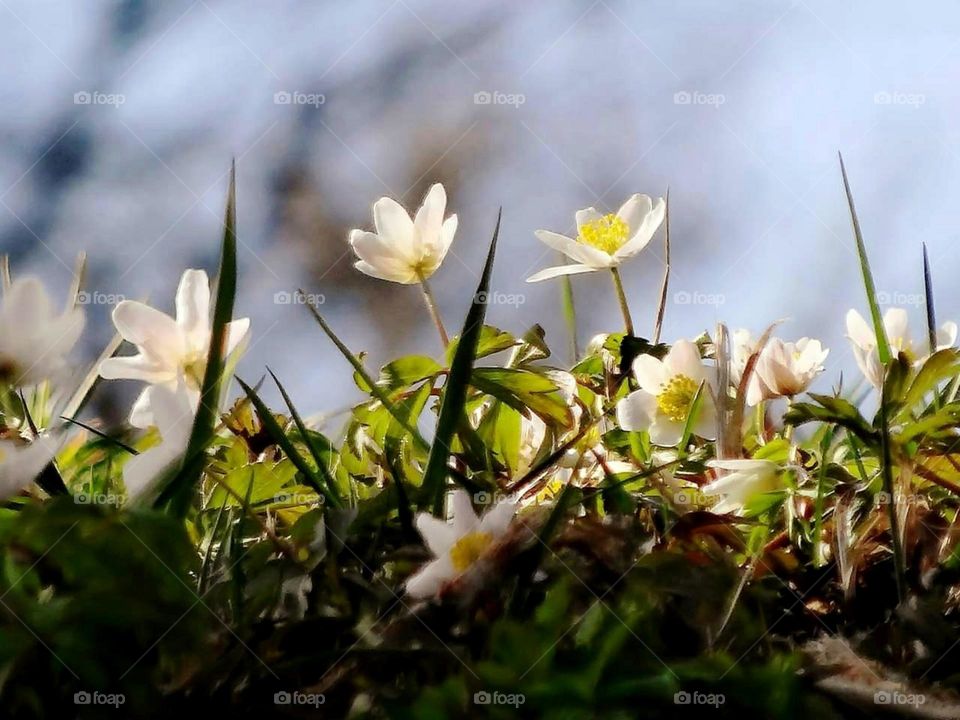 White anemones