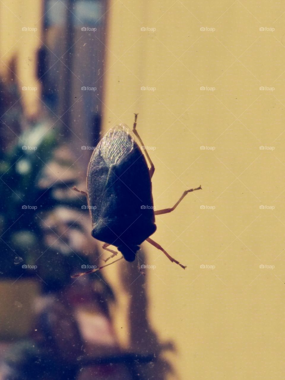 Bug On Window